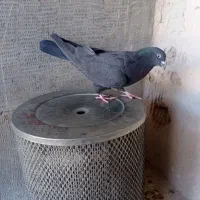 کفتر|پرنده|جونقان, |دیوار
