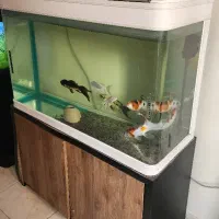 آکواریوم بغل گرد شرکتی یک متری