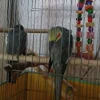 عروس هلندی رام و آواز خوان