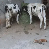 فروش ۲تا گوساله نر