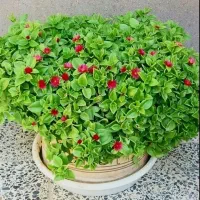 گلدان نازیخی،نازیخی،گل ناز،گل آپارتمانی
