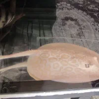 سفره ماهی پرل البینو