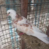 کبوتر پرشی ساعت بالا