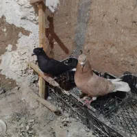 دم سفید جفتگاه