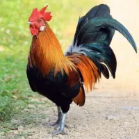 خروس فروشی