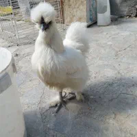 مرغ و خروس