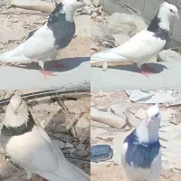 فروشی انواع رنگ