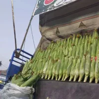 بلال مکزیکی درجه یک