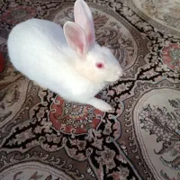 فروش خرگوش