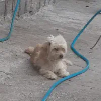 واگذاری سگ  پاکوتاه خانگی