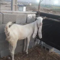 پاکستانی. گلابی نر و ماده