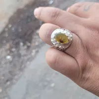 کلکسیونی شجر زرد تک درخت طبیعی