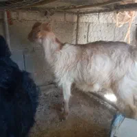 کهره|حیوانات مزرعه|دهدشت, |دیوار