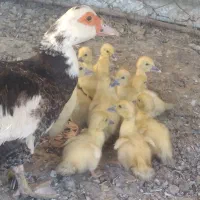 اردک روسی به همراه جوجه هاش