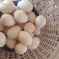 تخم اردک نطفه دار