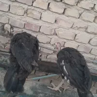 بوقلمون