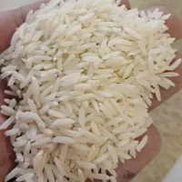 فروش برنج هاشمی گیلان