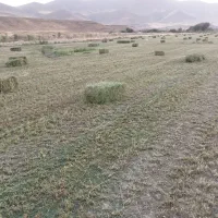 یونجه خشک تنباکو
