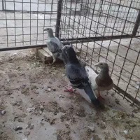 کبوترتاختی پلنگ مگس