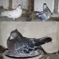 کبوتر سرور