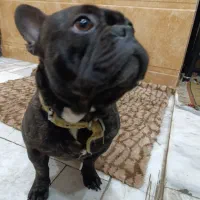 فرنچ بوالداگ نر