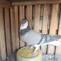 ماده سینه دم پاک