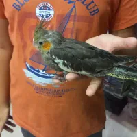 جوجه عروس سرلاکی