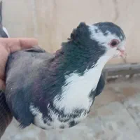 ماده دمگیرسیاه پشت