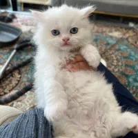 بچه گربه دوماهه اسکاتیش پرشین