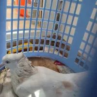 فروش کبوتر