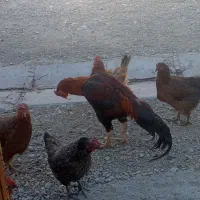 یک خروس لاری