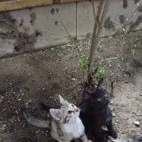 واگذاری رایگان بچه گربه