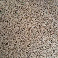 فروش ۲ تن جو بذری