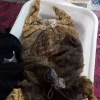 جای روغن