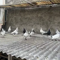 کفتر|پرنده|تهران, دهکده المپیک|دیوار