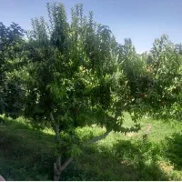 باغچه-زمین-ویلایی-گنج-اباد-املاک-امیر