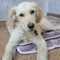 واگذاری سگ گلدن