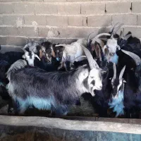 کره چاق