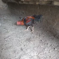 لاری های اصل اصل