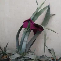 کاکتوس