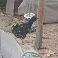 مرغ گلین خال سوزنی