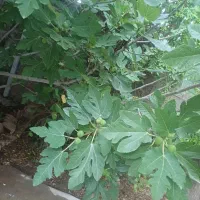 فروش ویلایی کلنگی