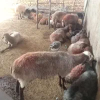 گوسفند هتروومعمولی