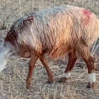 ۲۰میش و کاورتک چین کلی هرراس ۲۶۵۰۰اسفدن