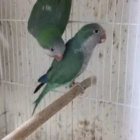 راهب سبزآبی نرماده مولد وگریین دستی