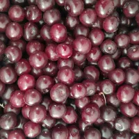 کارگر آلبالو چینی ۲۵ نفر