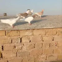 کبوتررنگی
