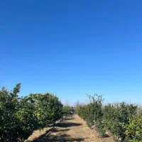 فروش-و-تهاتر-باغ