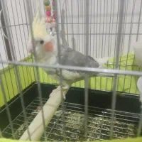 عروس هلندی همراه قفس