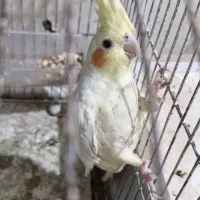 عروس هلندی
